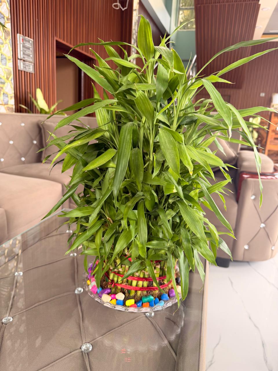 Lucky Bamboo view 2