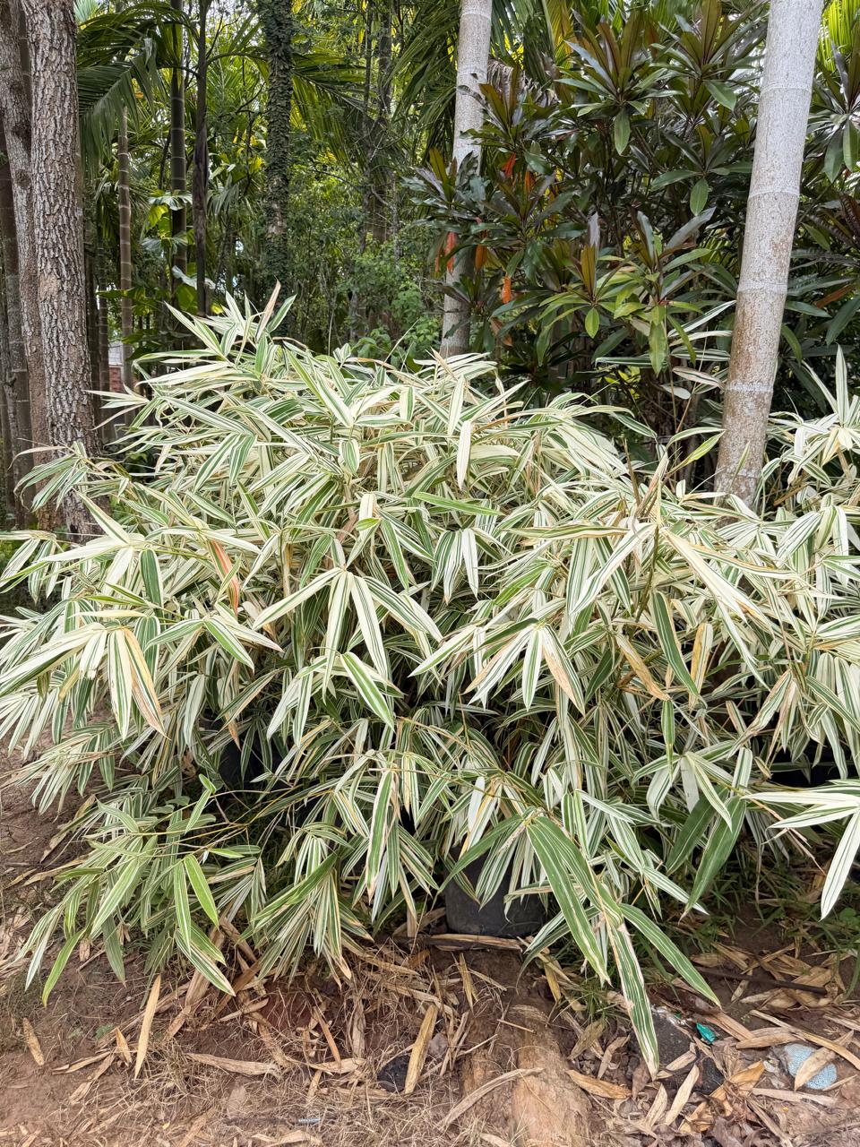White Veriegated Bamboo