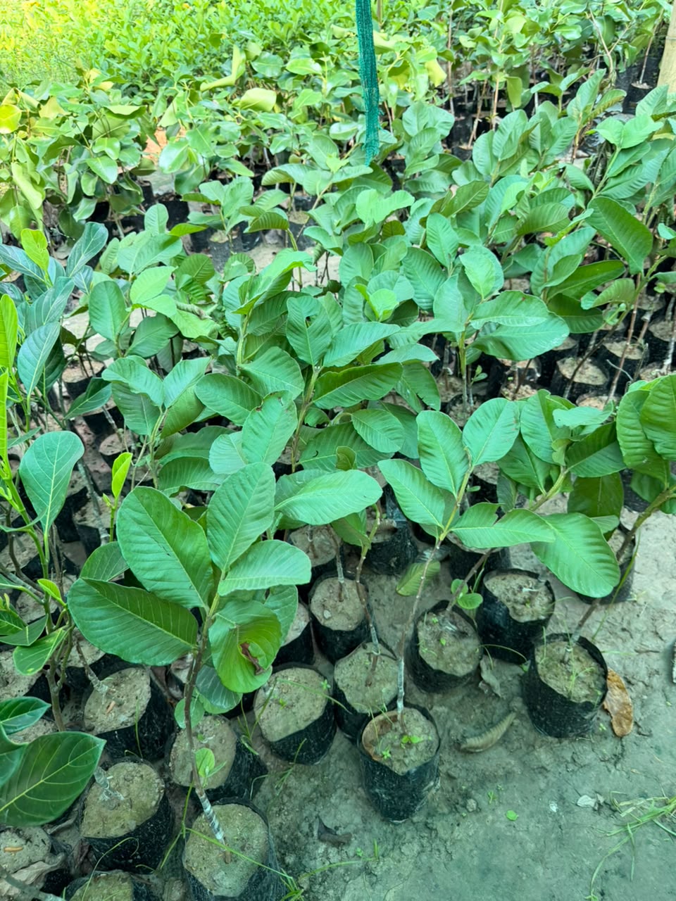 Guava L49 view 1