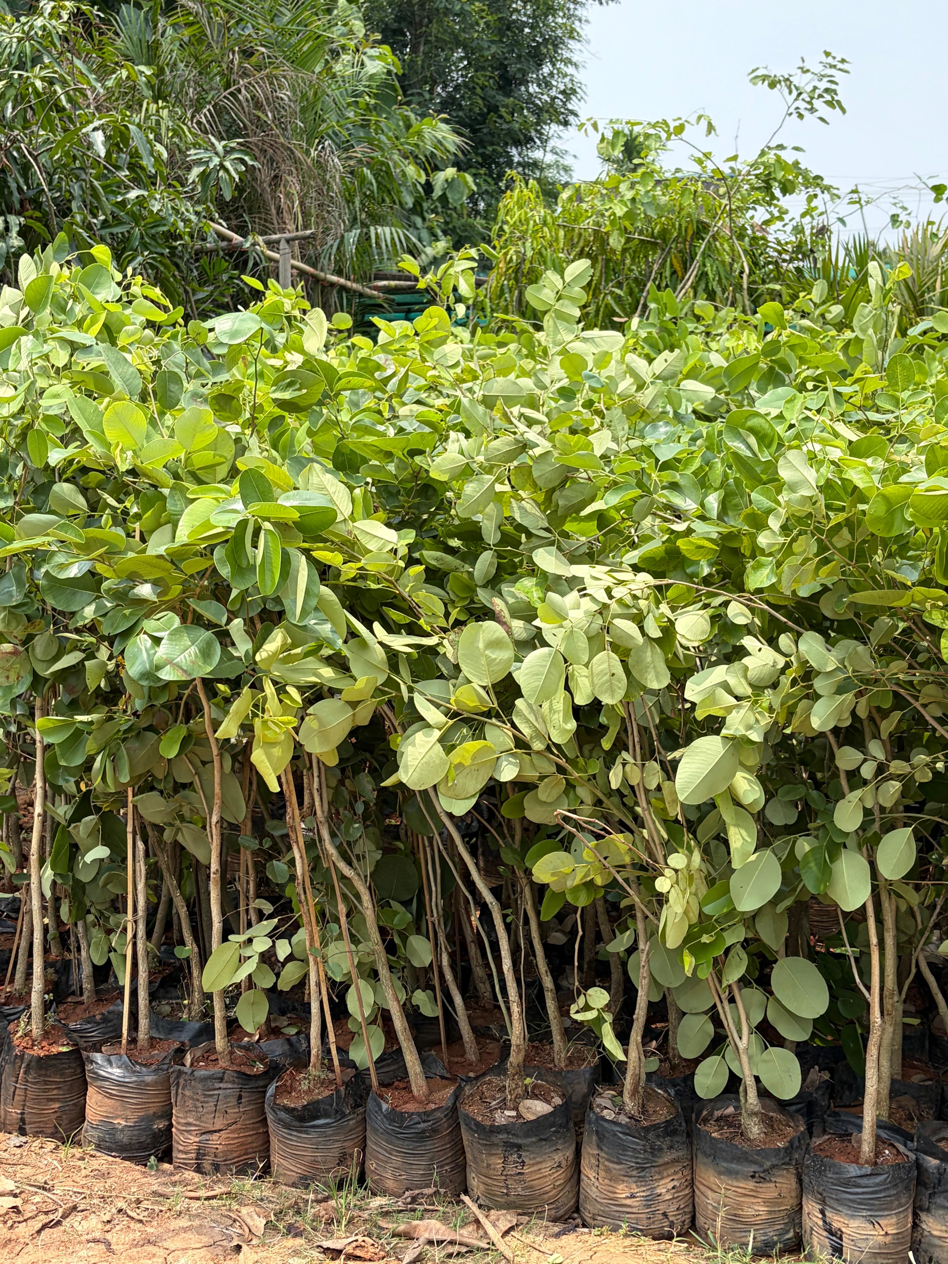 Red SandalWood Plants