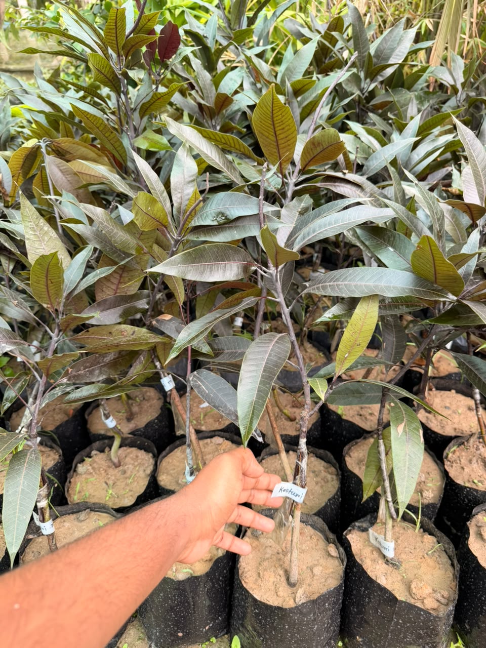 Black Kasturi Mango