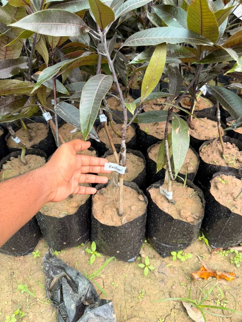Black Kasturi Mango view 1