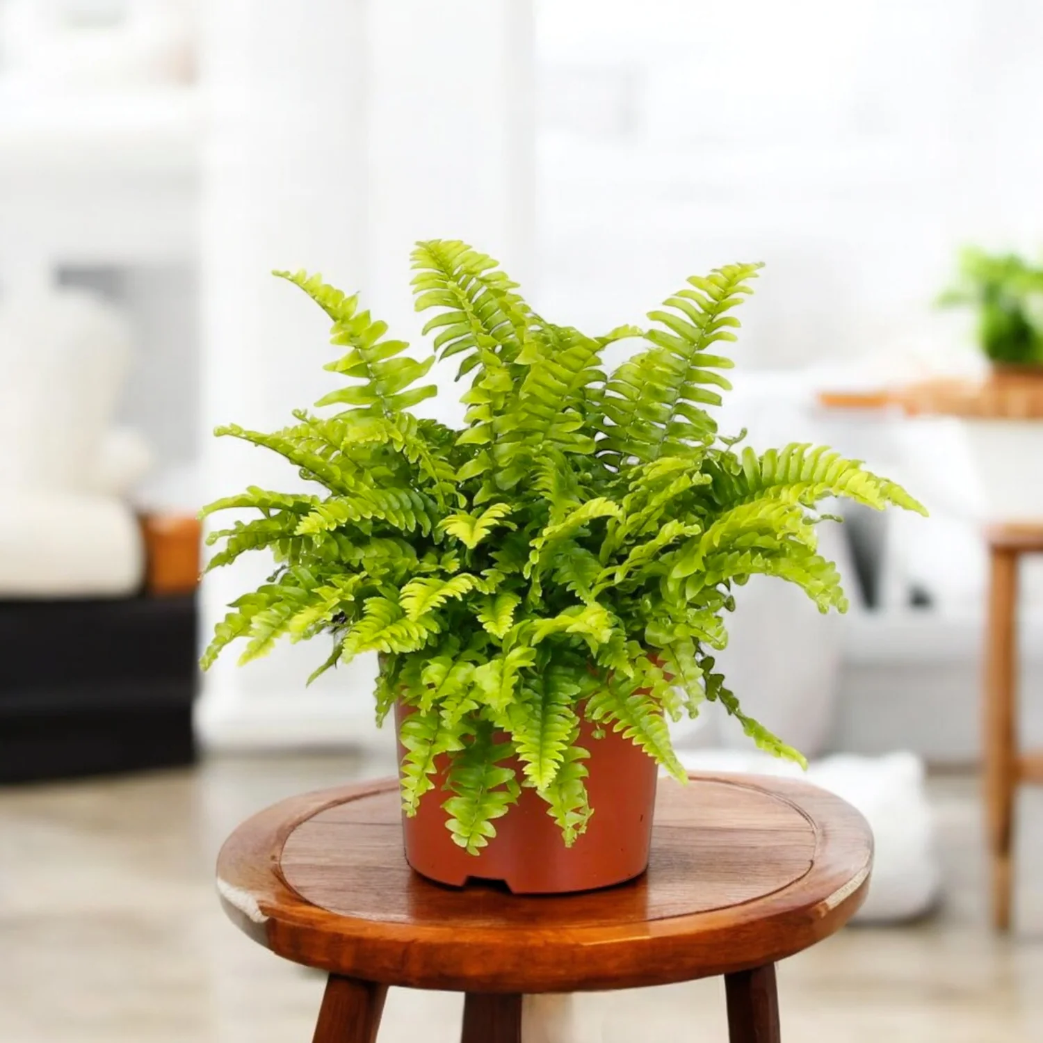 Fern