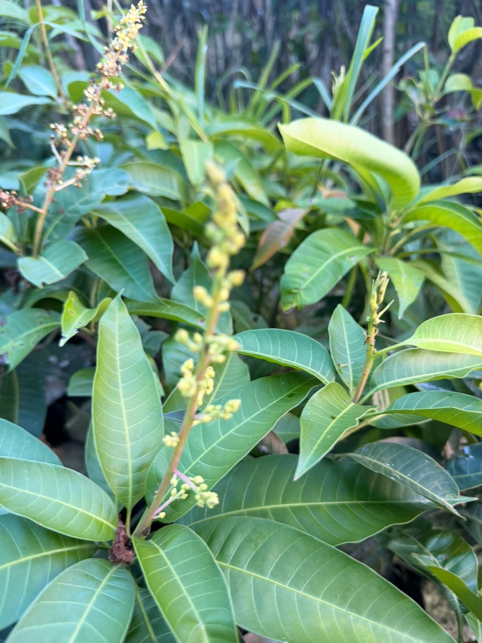 All Time Mango Plants view 1