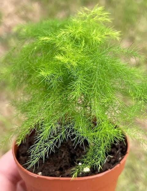 Asparagus Ming Fern