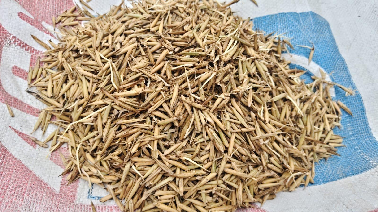 Nutan Bamboo Seeds